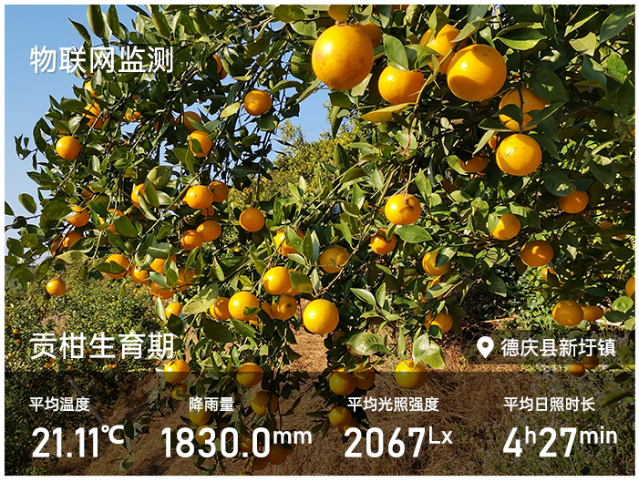 海睿数字果园德庆贡柑3.png 海睿数字果园德庆贡柑3.png