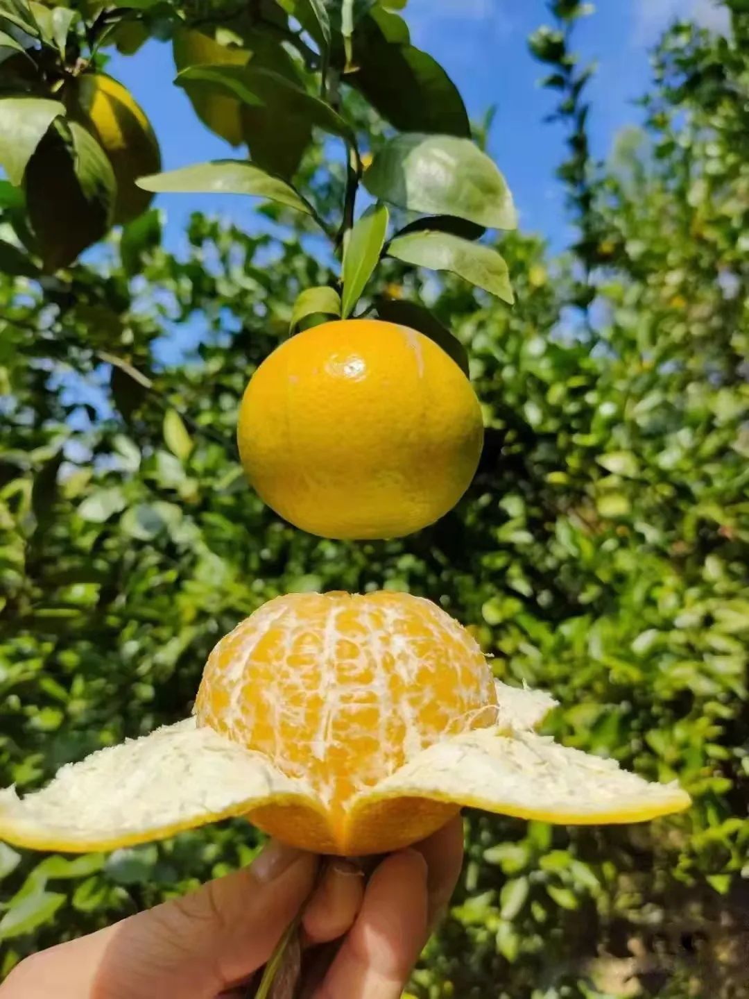 海睿数字果园德庆贡柑4.jpg 海睿数字果园德庆贡柑4.jpg